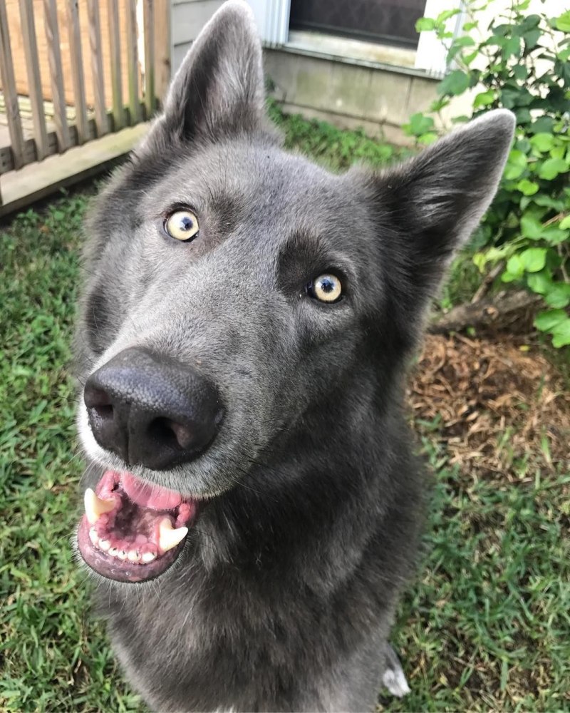 Blue Bay Shepherd