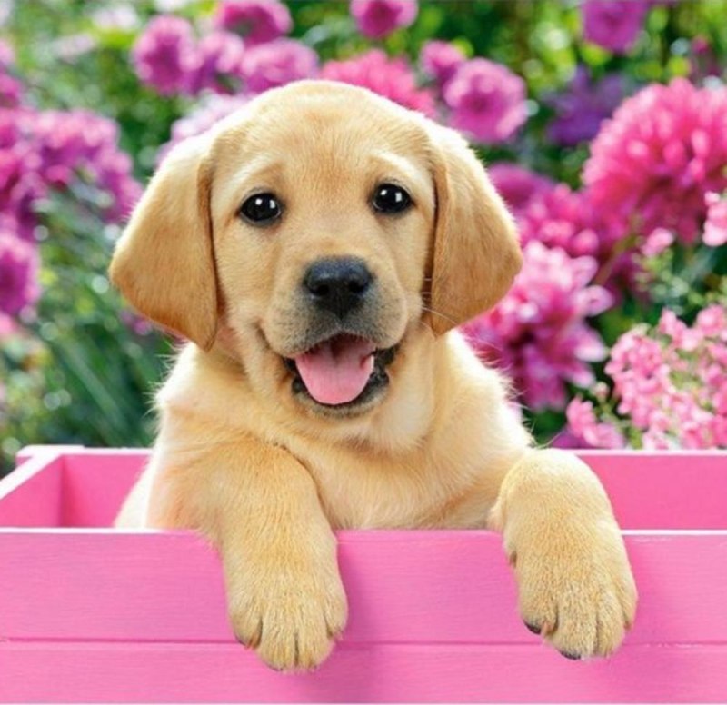 Корм для собак all Puppies (2.2 кг) сухой полнорационный