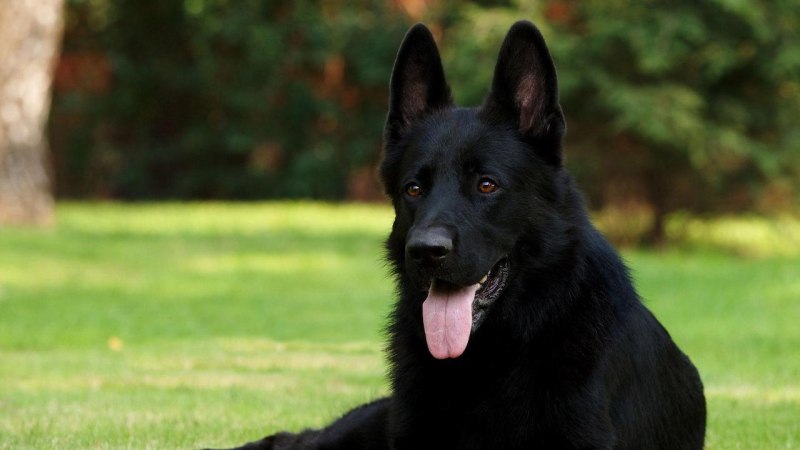 Черная немецкая овчарка k-9