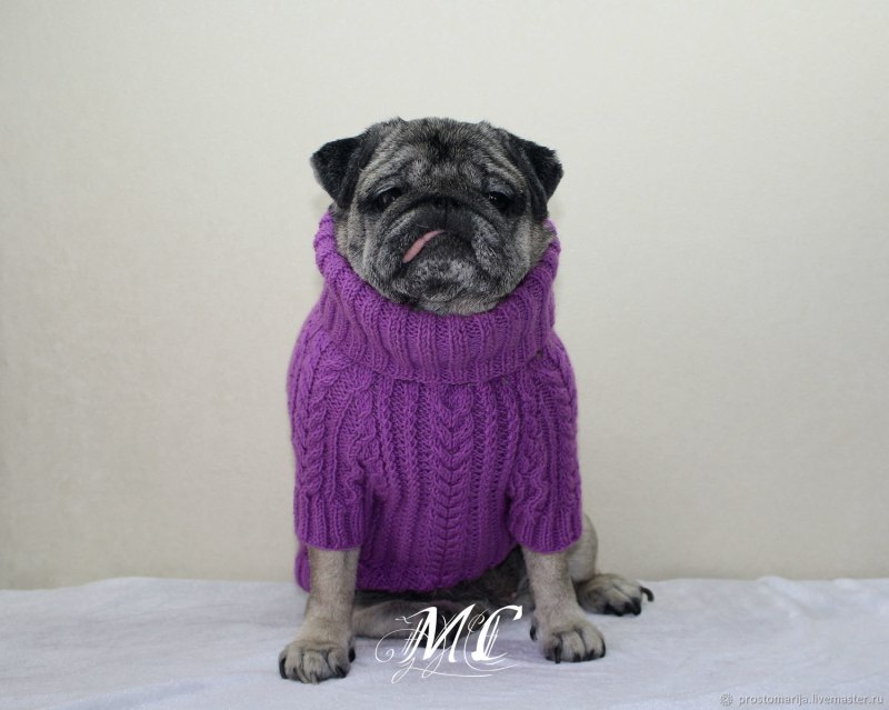 Мопс в свитере