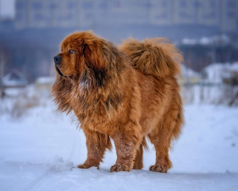 Чау-чау и тибетский мастиф