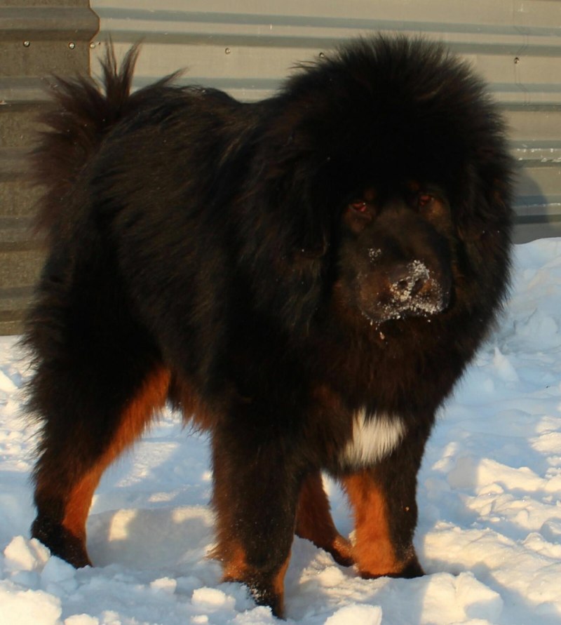 Тибетский мастиф