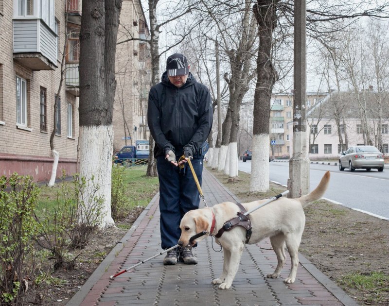 Лабрадор ретривер дрессировка