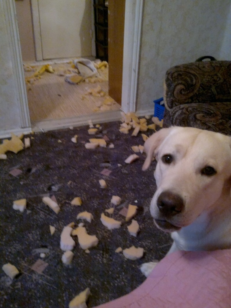 Labrador лабрадор нашкодил