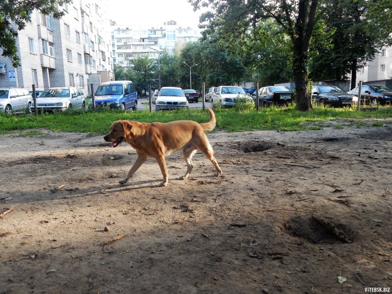 Лабрадор может жить на улице