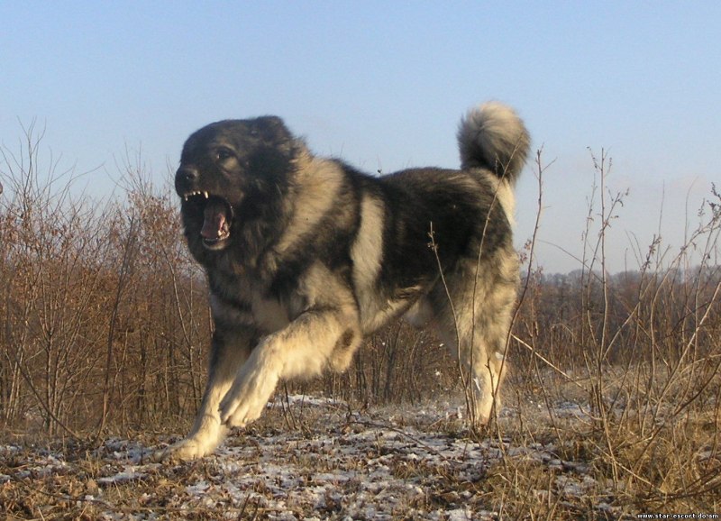 Кавказская овчарка