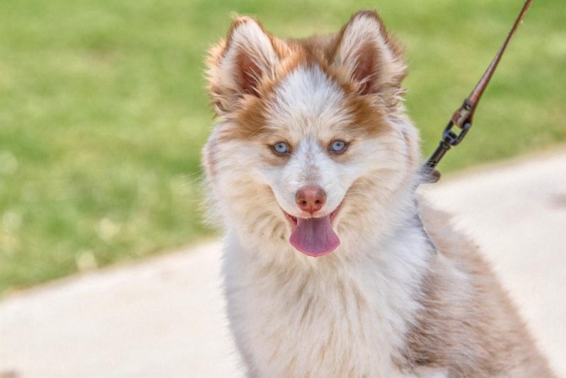 Pomsky Husky Albert