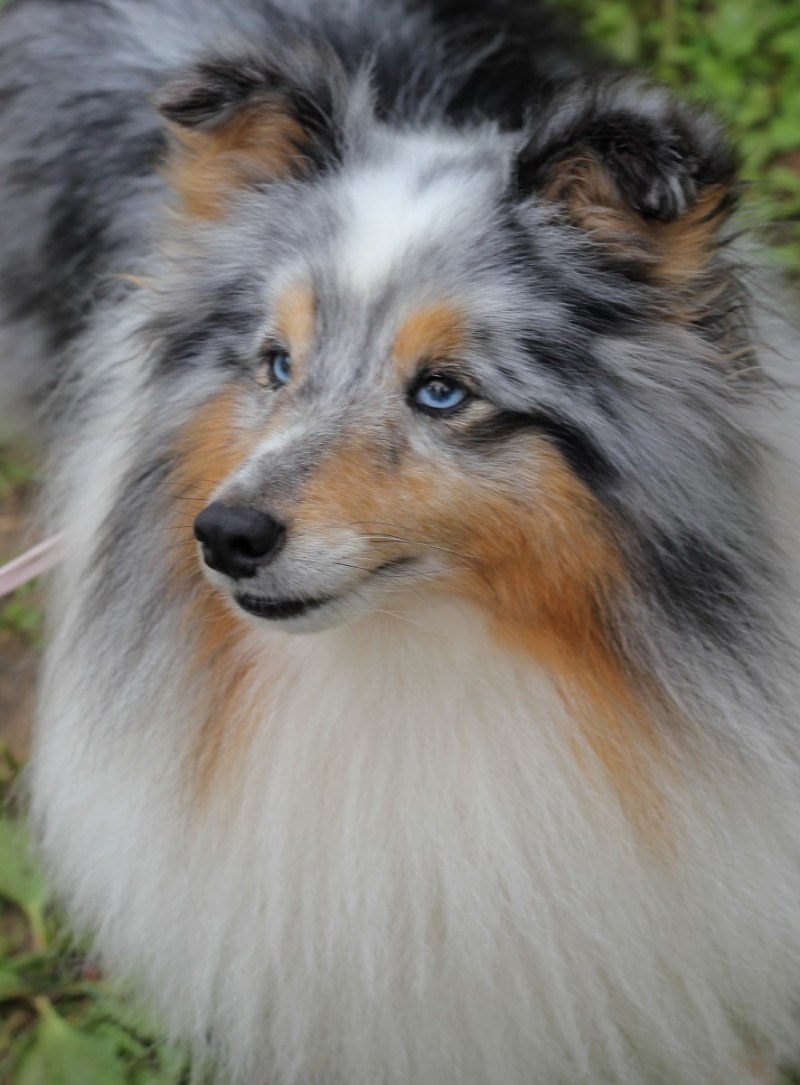 Blue Merle шелти