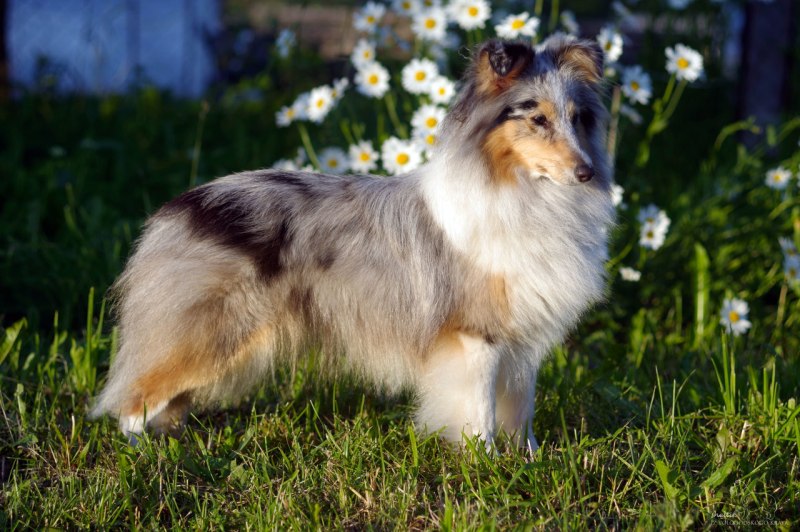 Королевский колли