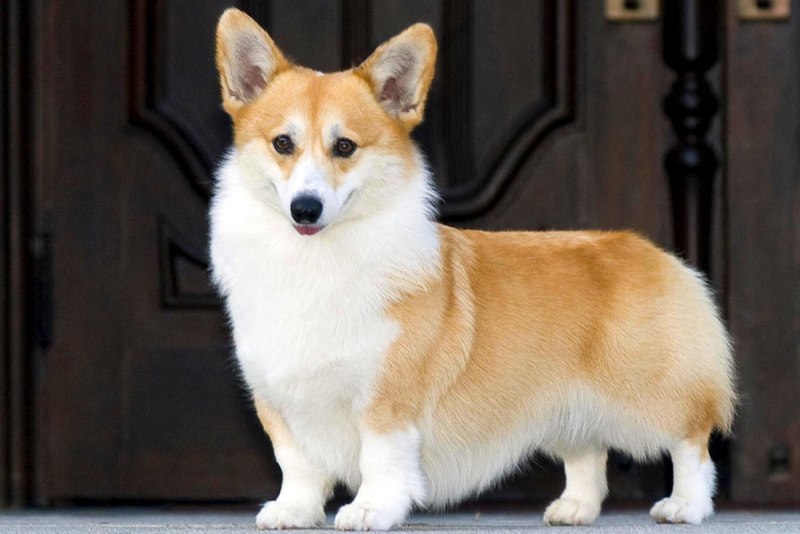 Вельш корги терьер