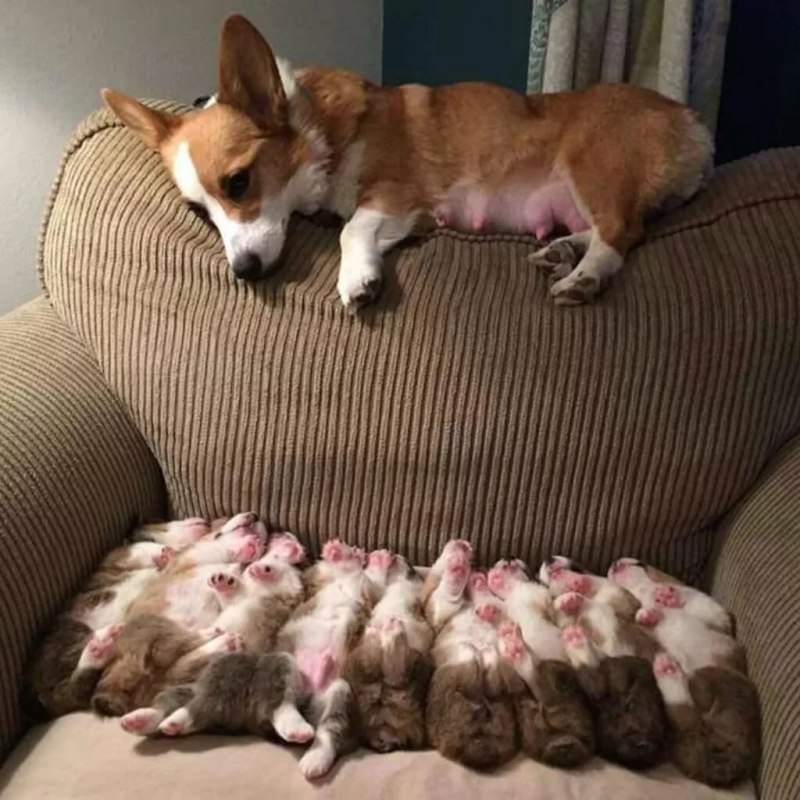 Корги ворует еду