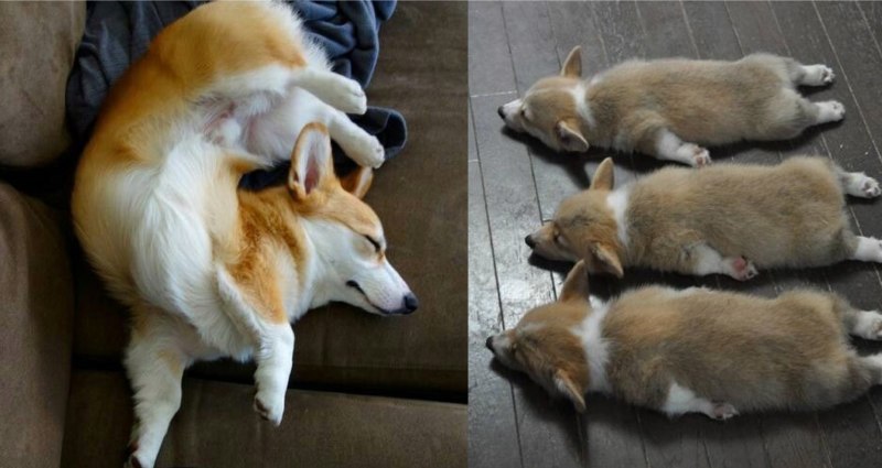 Корги щенок серый