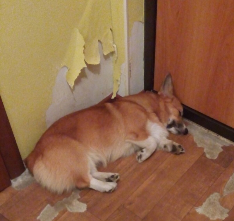 Домик для вельш корги
