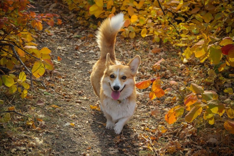 Вельш корги злой