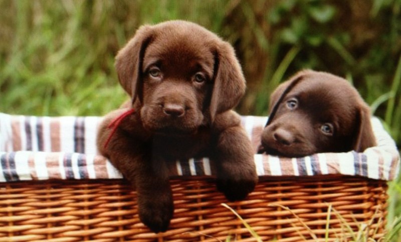 Labrador eats
