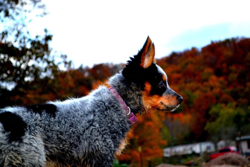 Red Heeler порода собак