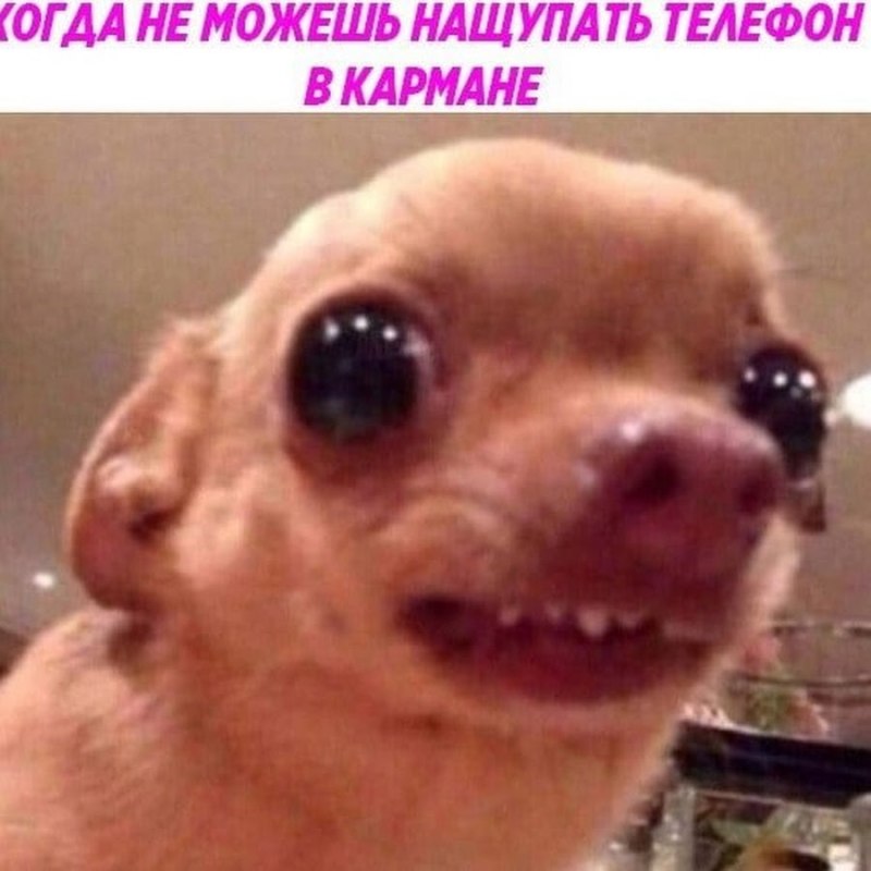 Плачущий пес