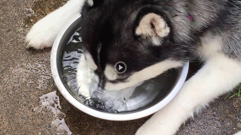 Собака лакает воду