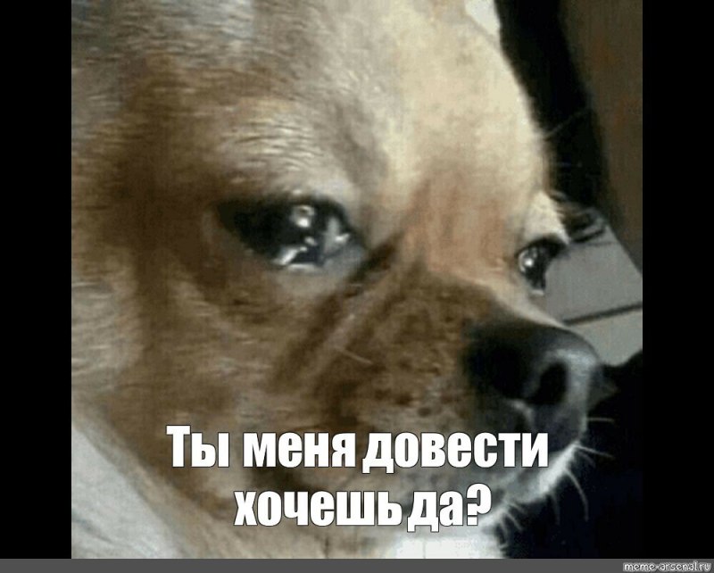 Собачка с накрашенными бровями
