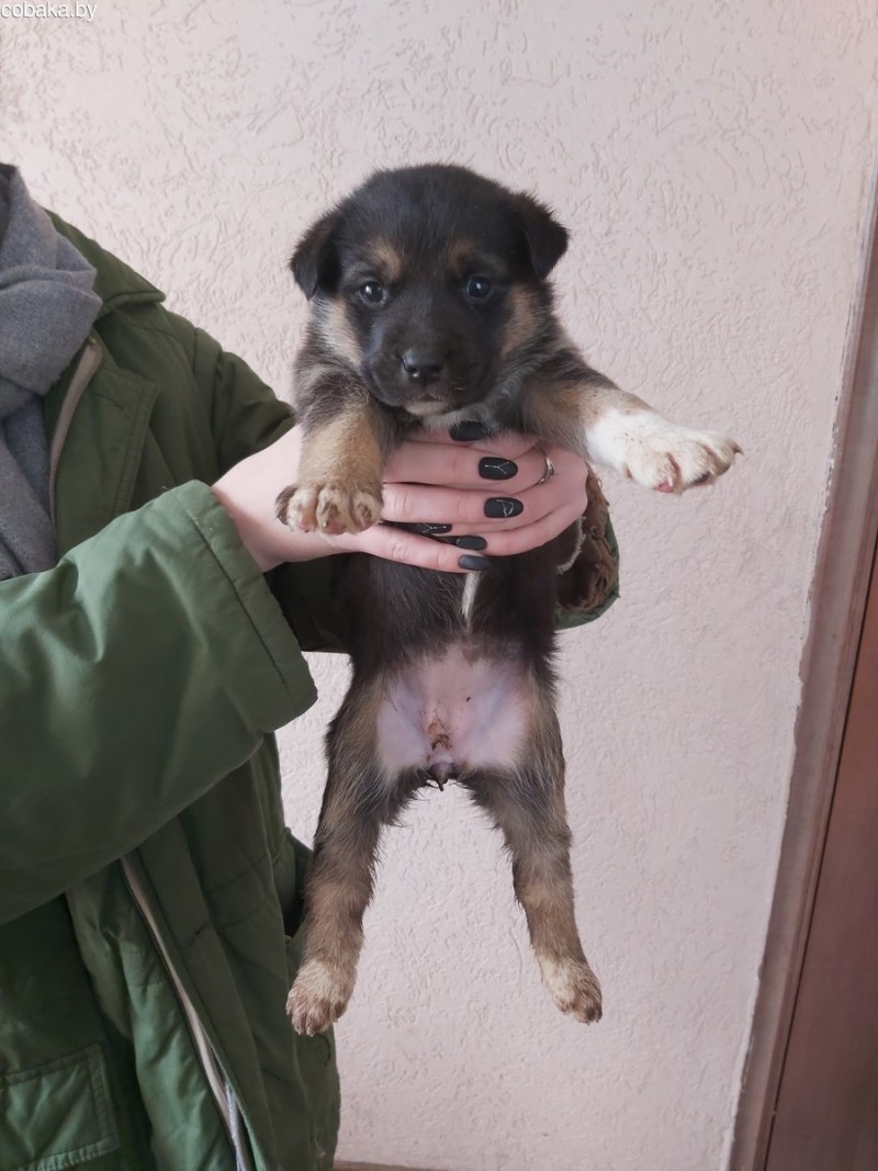 Задние лапы щенка немецкой овчарки
