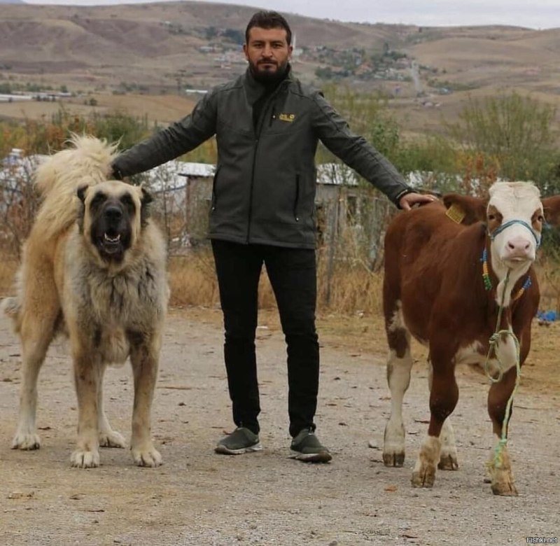Кангал Турция