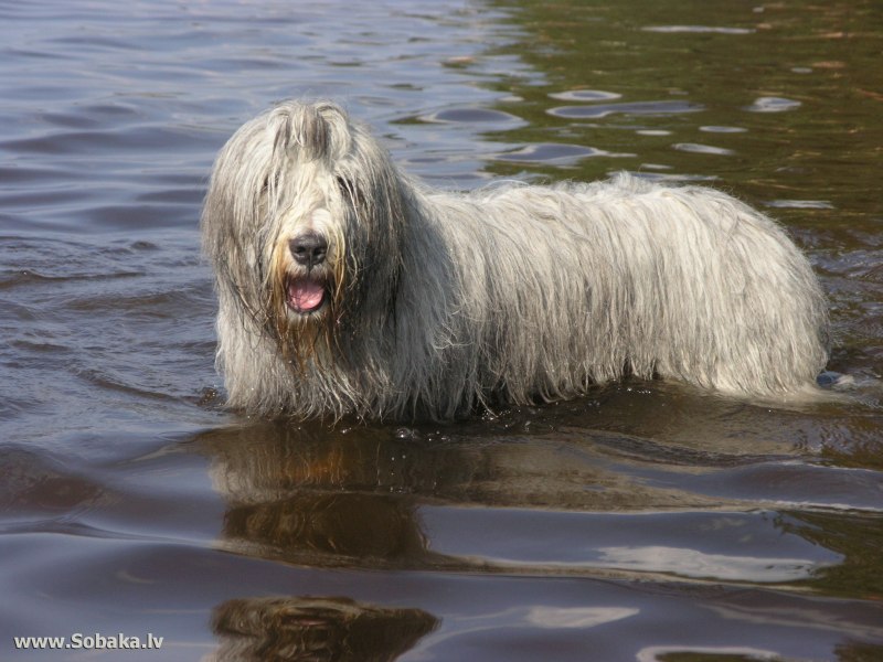 Южнорусская овчарка / Yuzhnorusskaya Ovcharka (South Russian Shepherd Dog) (326) к