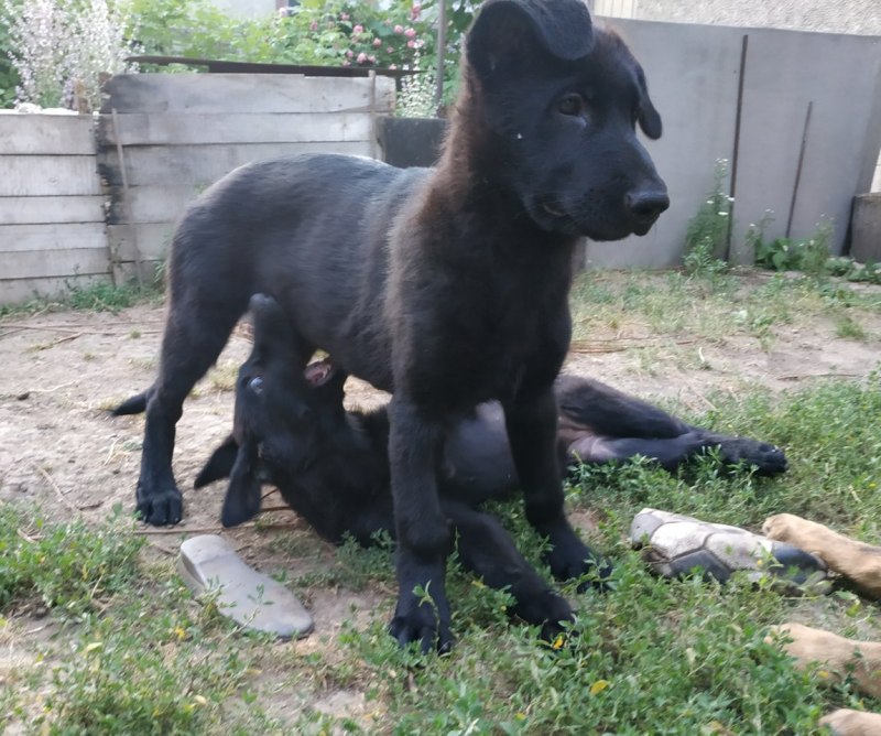 Овчарка немецкая щенки черного окраса