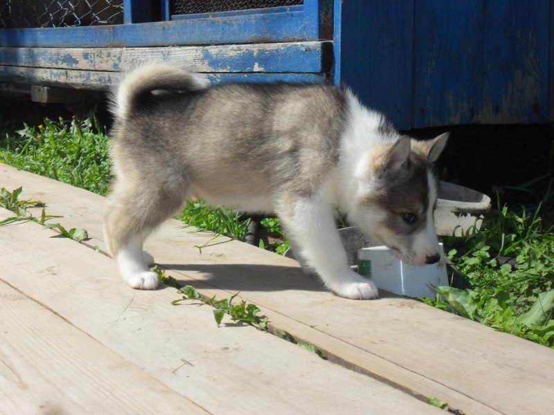 Щенки Западно Сиб лайки