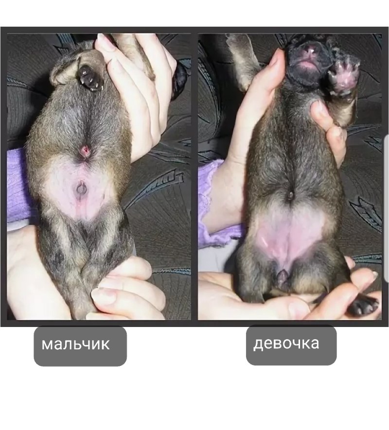 Протезы на лапы собаки чихуахуа.