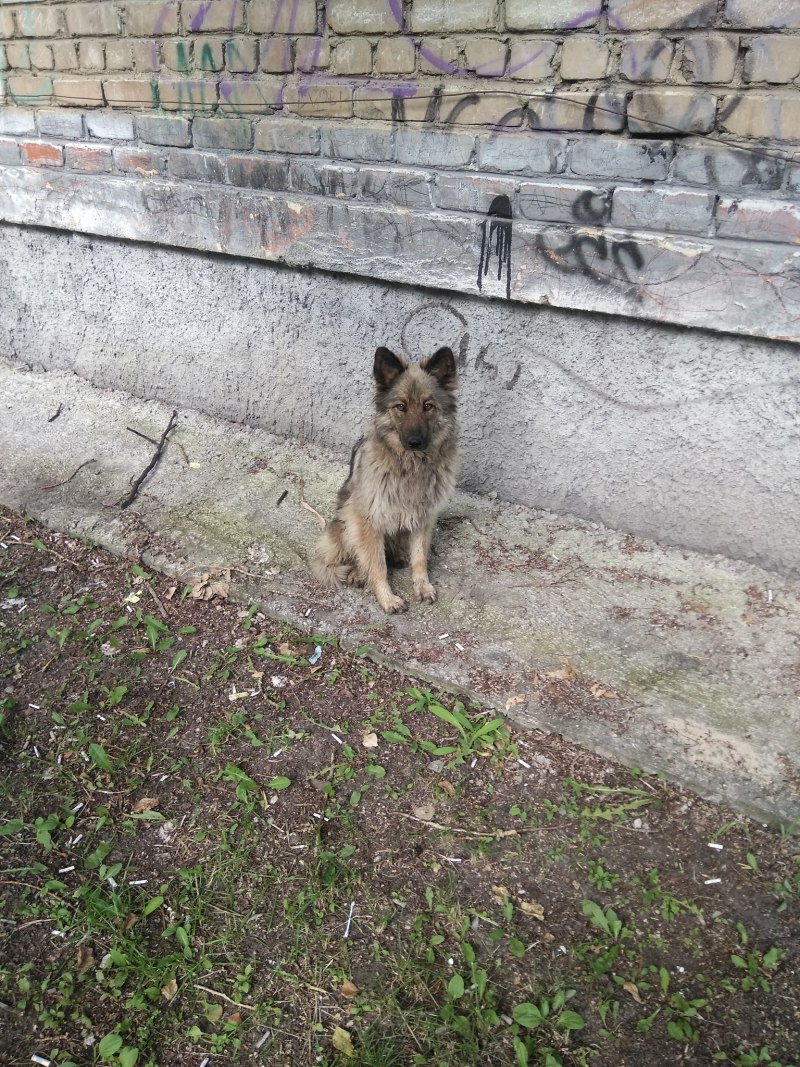 Овчарка во дворе