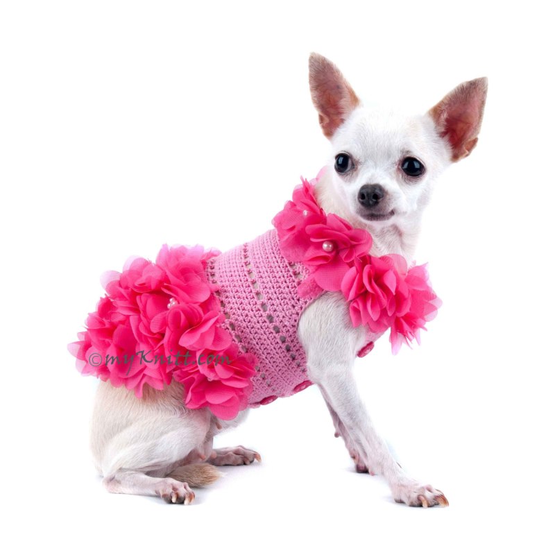 Чихуахуа Pink