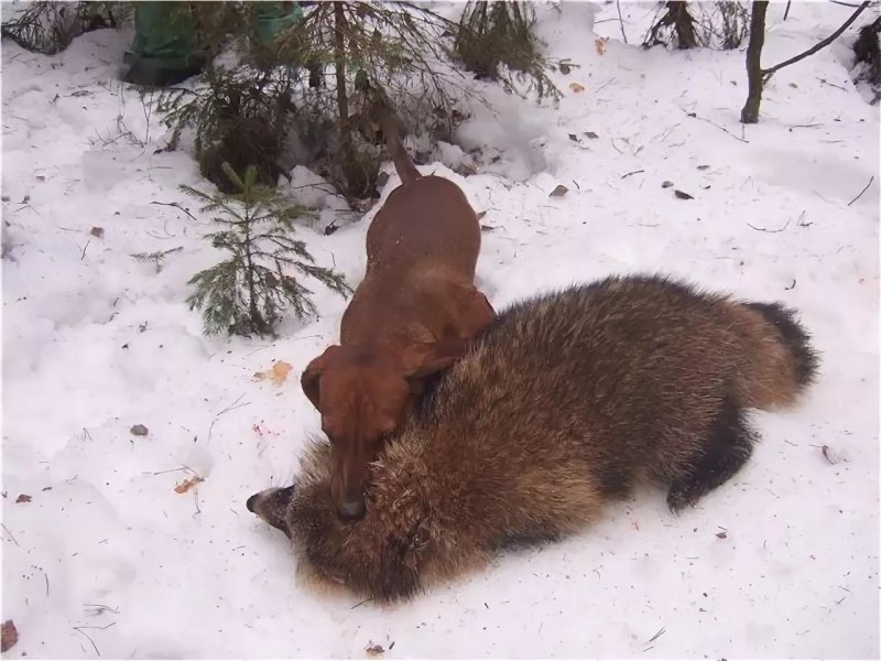 Собака для Бурсуков Норной охоты