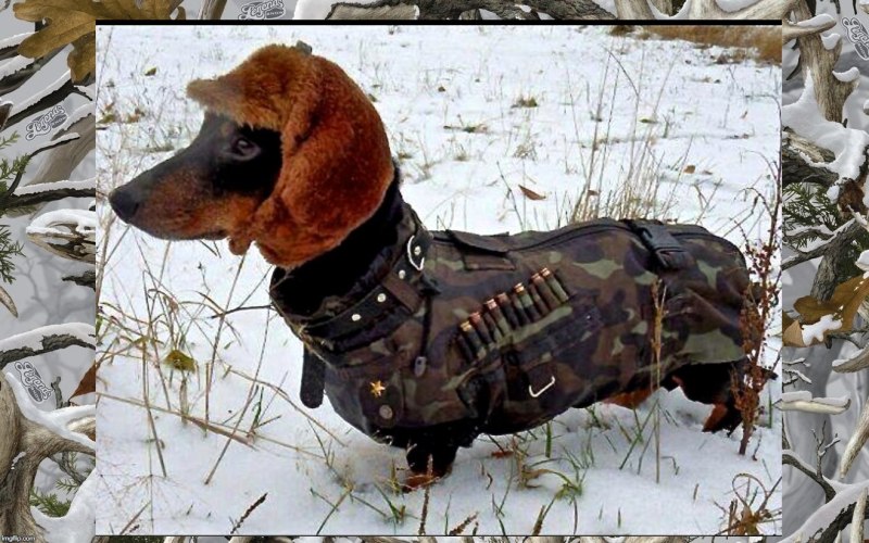 Такса в военной форме