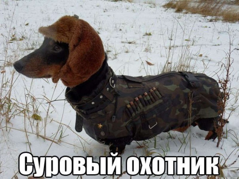 Собака воевака