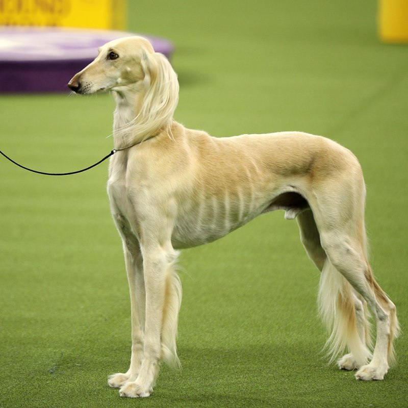 Выставка собак Westminster Kennel Club 2020