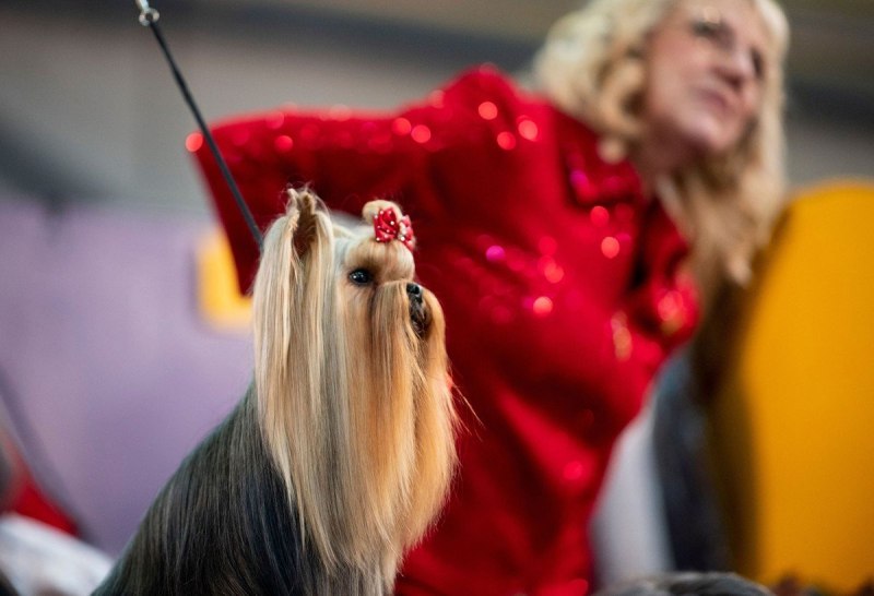 Выставка собак Westminster Kennel Club 2020