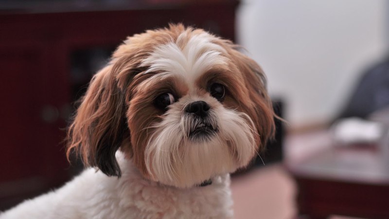 Shih Tzu Breed