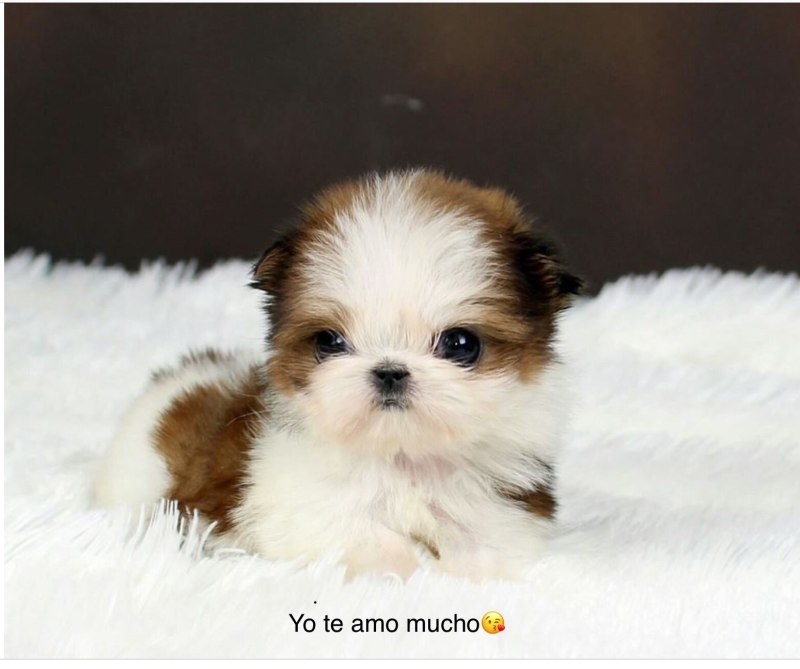 Teacup Shih Tzu