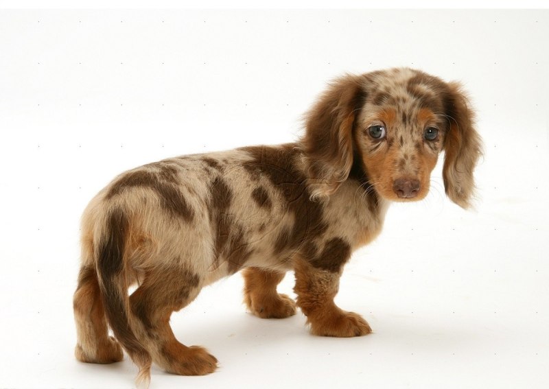 Dapple Dachshund порода