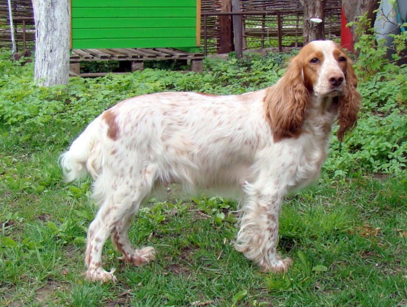 Русский охотничий спаниель