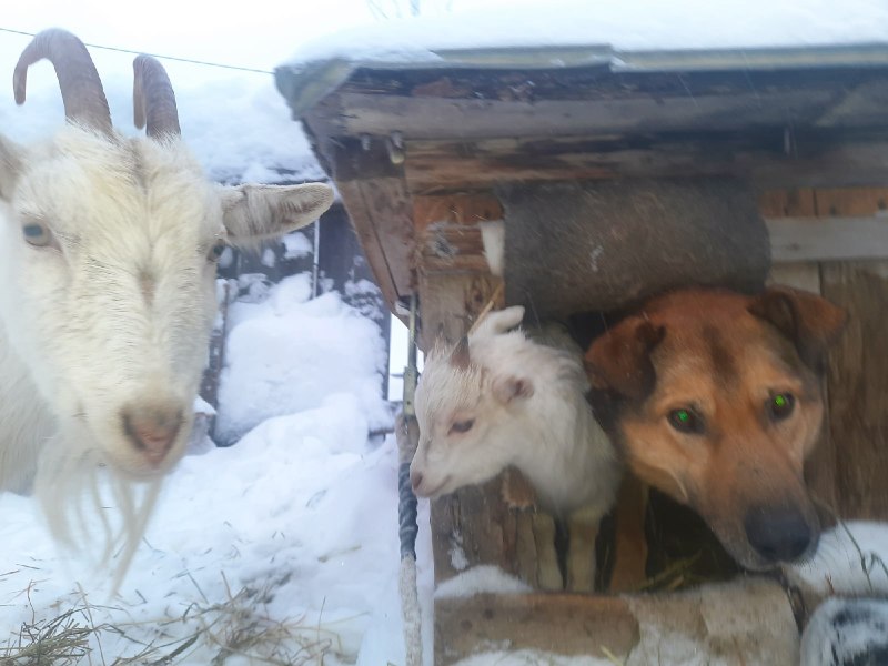 Италия Жуолль немецкая овчарка
