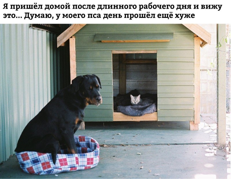 Занятия с собакой