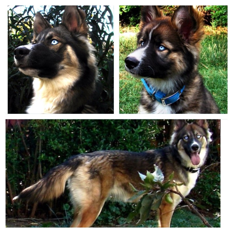 Gerberian Shepsky порода