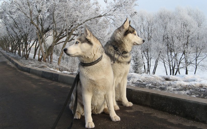 Герберийский шепски