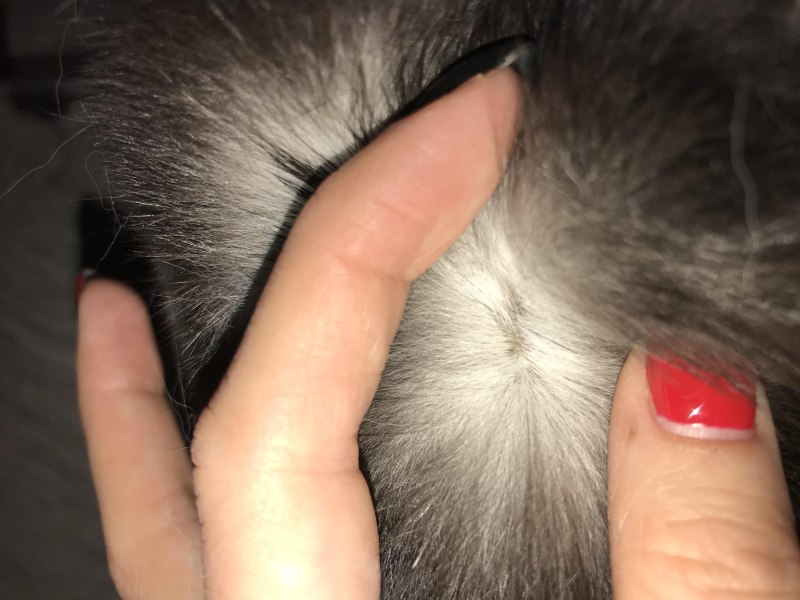 Раздражение на коже у кота