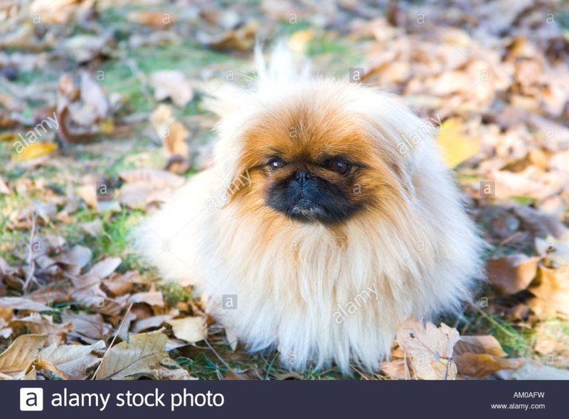 Королевский Пекинес