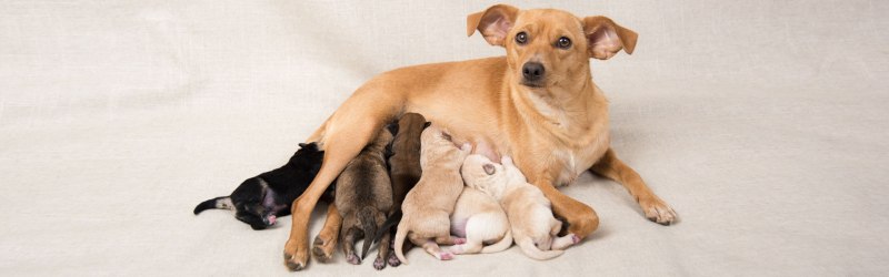 One Dog two Dogs