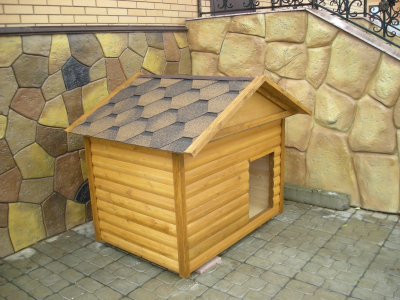 Блок Хаус собака