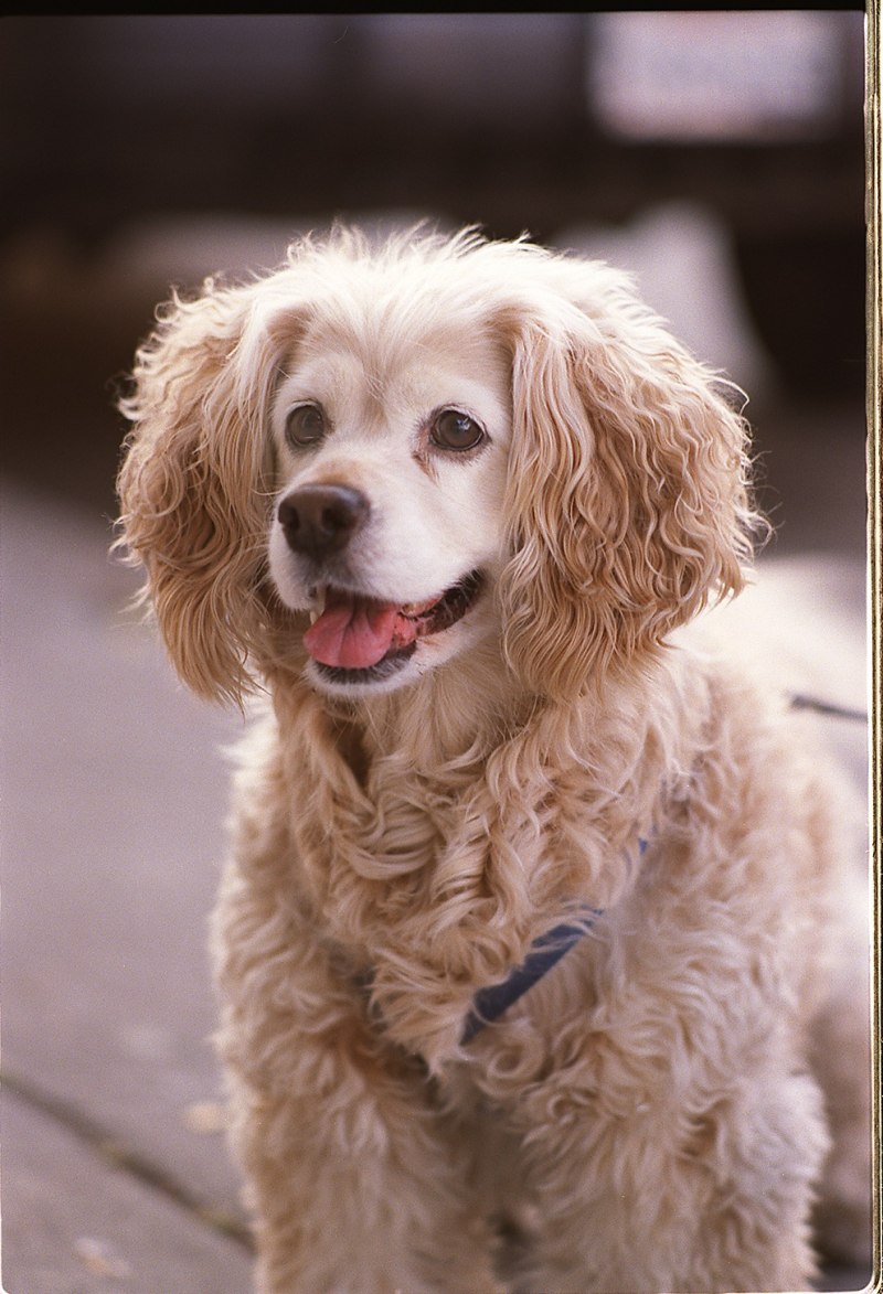 Абрикосовый Standard Poodle