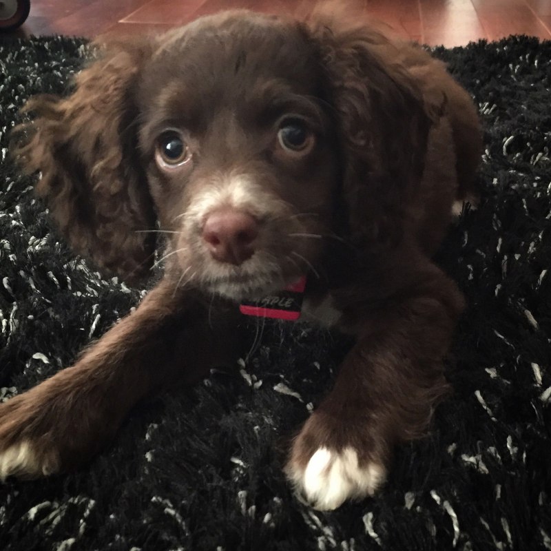 Chocolate Poodle Mix